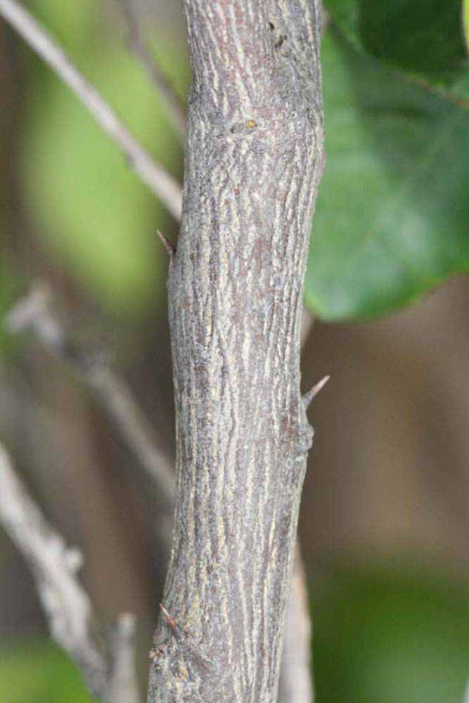              Second - third year twig (Riverside, CA)       